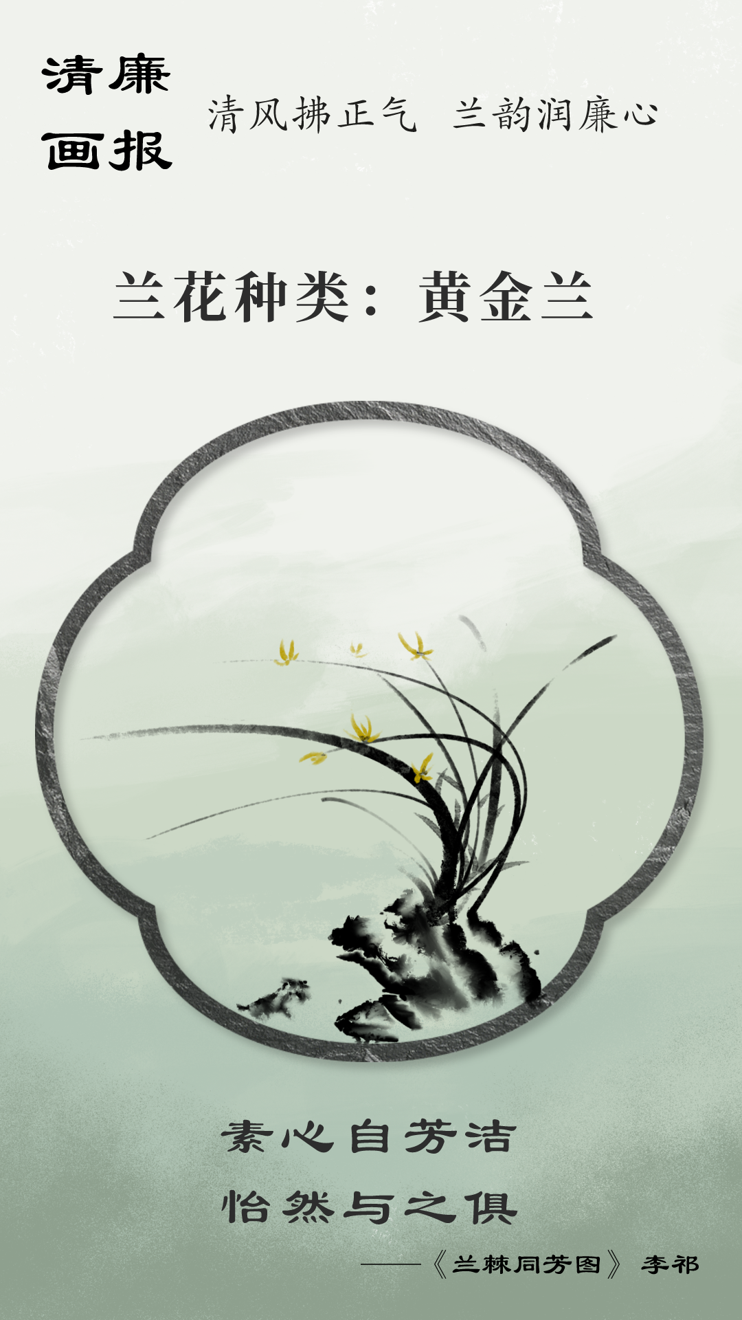 黄金兰
